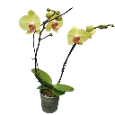 [PLOR PHHY PT 0013 1.6L H030] Orchids Heat Wave, Phalaenopsis hybrids   .webp