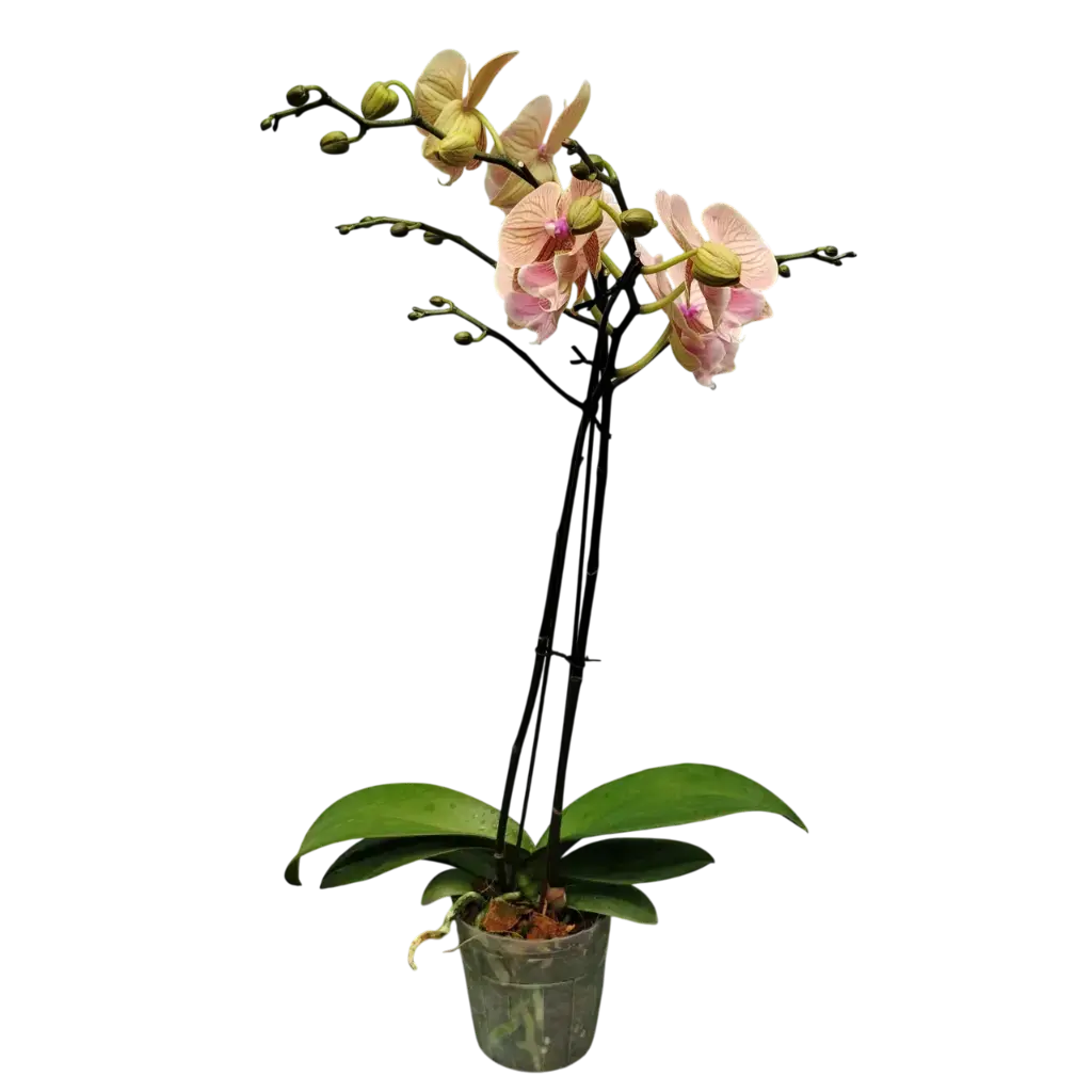 [PLOR PHHY PT 0013 1.6L H030] Orchids Mid Summer Night.webp