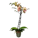 [PLOR PHHY PT 0013 1.6L H030] Orchids Mid Summer Night.webp