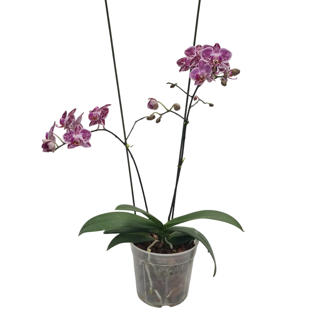 [PLOR PHHY PT 0010 785ml H023] Orchids, Phalaenopsis hybrids (pt # 4'' 785ml  , 9'' ht).webp