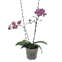 [PLOR PHHY PT 0010 785ml H023] Orchids, Phalaenopsis hybrids (pt # 4'' 785ml  , 9'' ht).webp