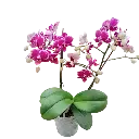 [PLOR PHHY PT 0013 1.6L H030] Orchids Sweetheart, Phalaenopsis hybrids        (1).webp