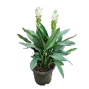 [PLHS CUAL PT 0019  4.8L H030] Siam tulip, curcuma alismatifolia.webp