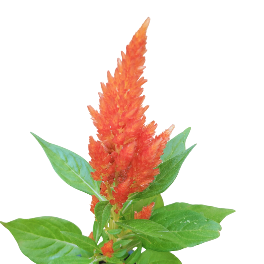 Cockscomb, Celosia argentea plumosa