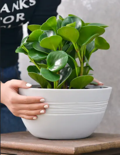 Pot silk Road Whitestone 3.webp