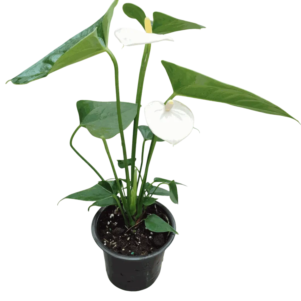 IMG_20251010_112159 (1).webp