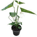 IMG_20251010_112159 (1).webp