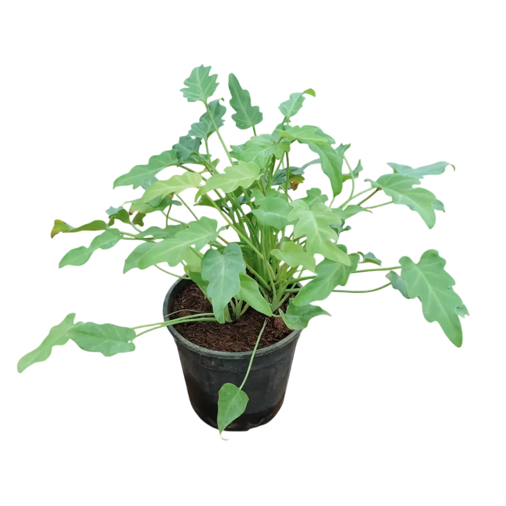 Philedendron xanadu golden