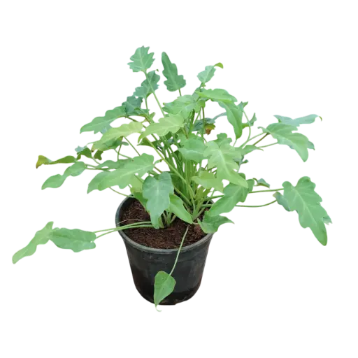 [PLFP PHGL PT 0015 2.2L H015] Philedendron xanadu golden (pt # 6'' 2.2L   , 6'' ht)