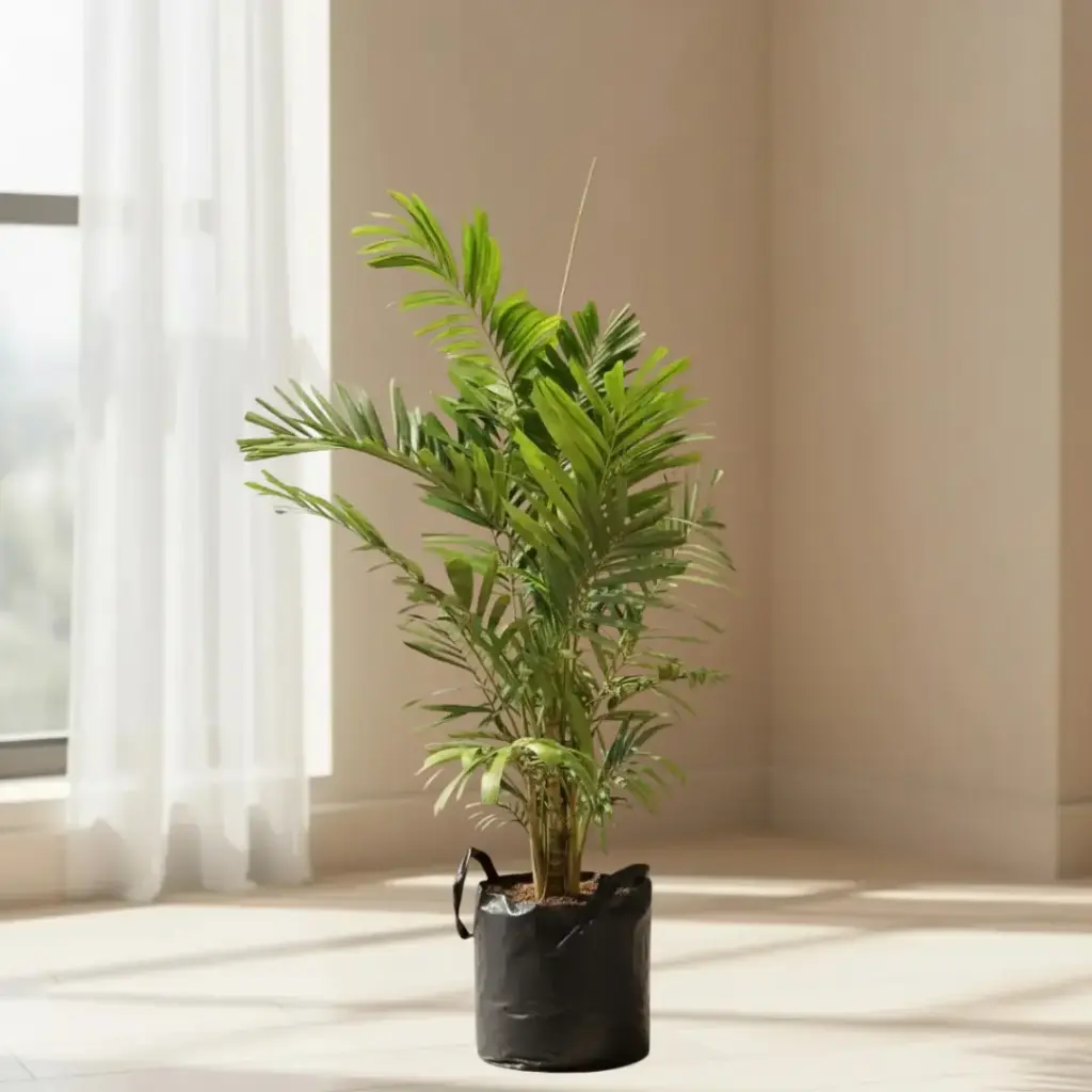 [PLPM PTMA BG 1818 26.5L H150] Macarthur palm, clumping kentia, Ptychosperma Macrarthuri (Polybag # 18x18, 26.5L, 6' ht)