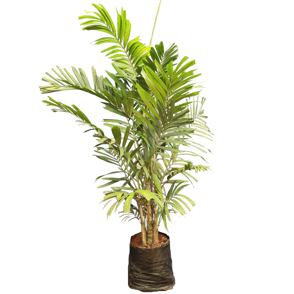 Macarthur palm, clumping kentia, Ptychosperma Macrarthuri