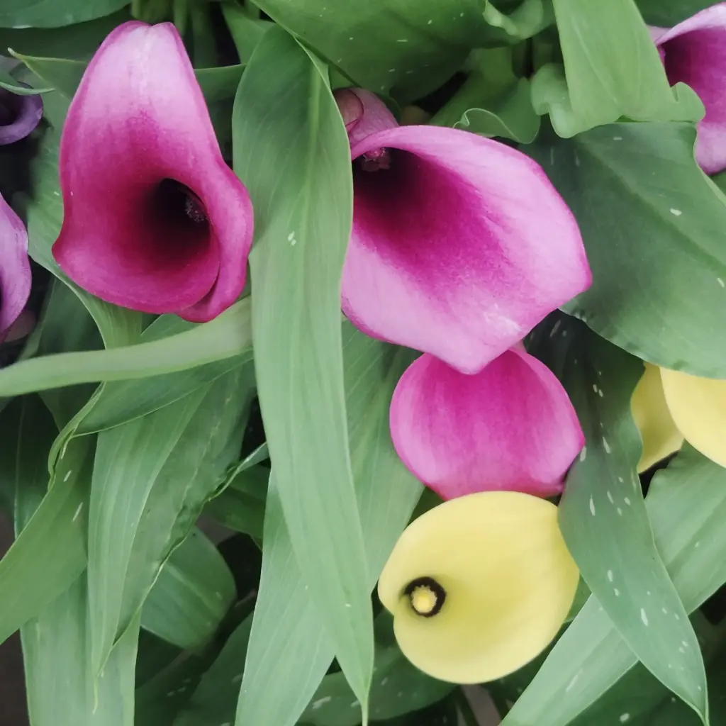 Calla lily, Zantedeschia aethiopica