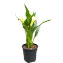 Calla lily, Zantedeschia aethiopica