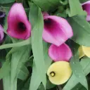 Calla lily, Zantedeschia aethiopica