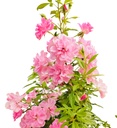 Rose china doll 