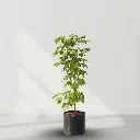 Pink trumpet tree,Tabebuia avellanedae