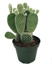 Bunny ears cactus ,Opuntia microdasys