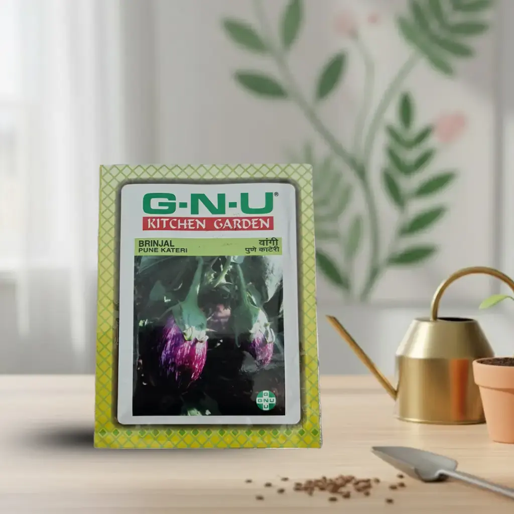 [VESE BRPK W10GM] Seed Brinjal Puneri Kateri 10 gm