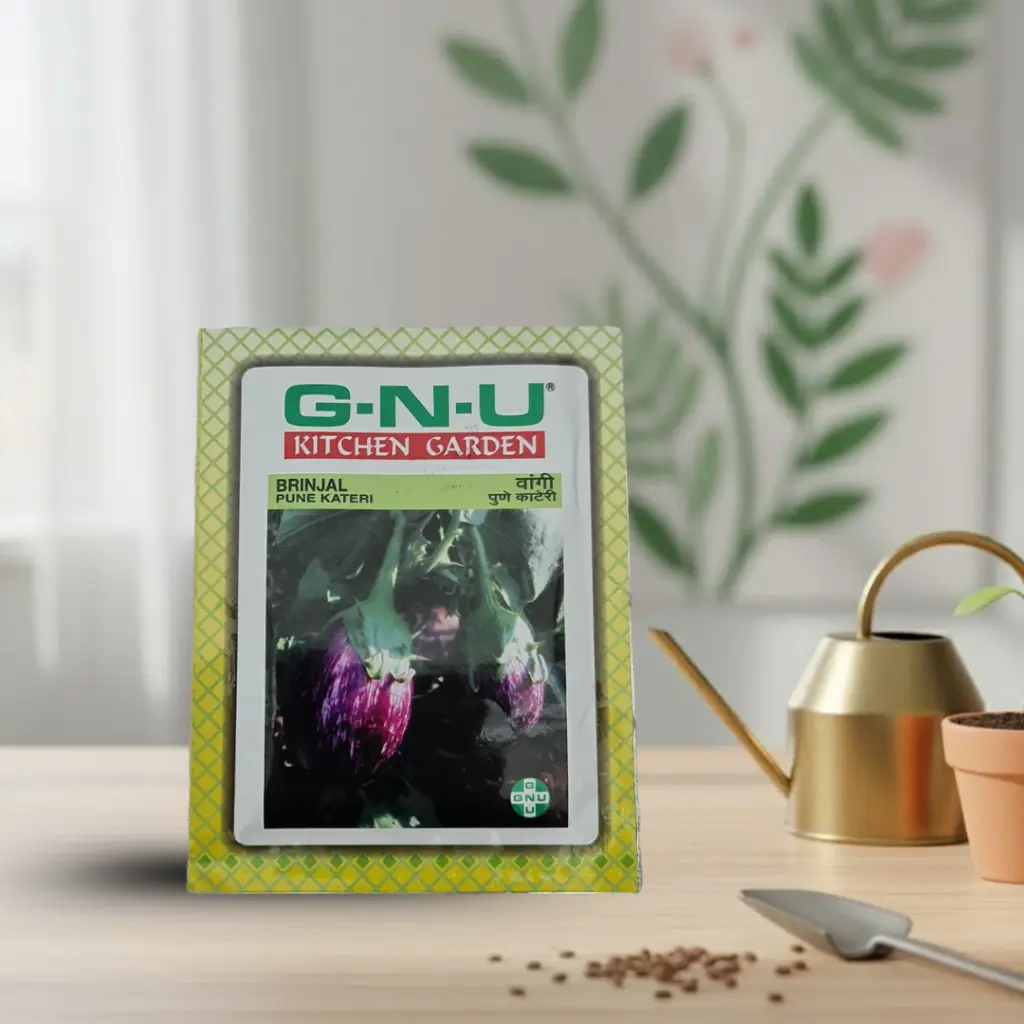 Seed Brinjal Puneri Kateri 10 gm