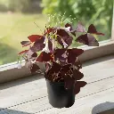 False shamrock, Oxalis triangularis