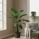 White Bird of Paradise, Strelitzia nicolai