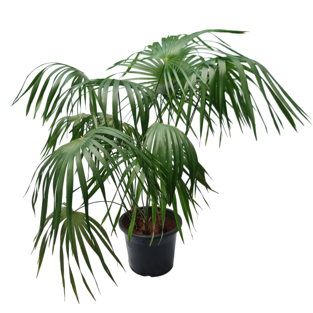 Thrinax palm, Thrinax excelsa