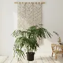 Thrinax palm, Thrinax excelsa