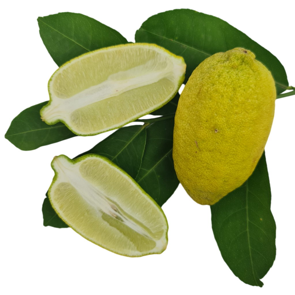Lemon, variety Kachai Lemon, Citrus jambheri lush cultivator Kachai Lemon