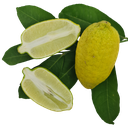 Lemon, variety Kachai Lemon, Citrus jambheri lush cultivator Kachai Lemon