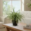 Spider Plant, Chlorophytum comosum Ocean