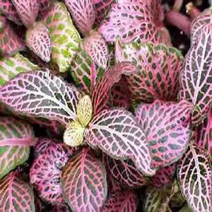 [PLFP FIVE PT 0008  326ml] Red Nerve plant, Fittonia verschaffeltii (Pot # 3'' 326ml)