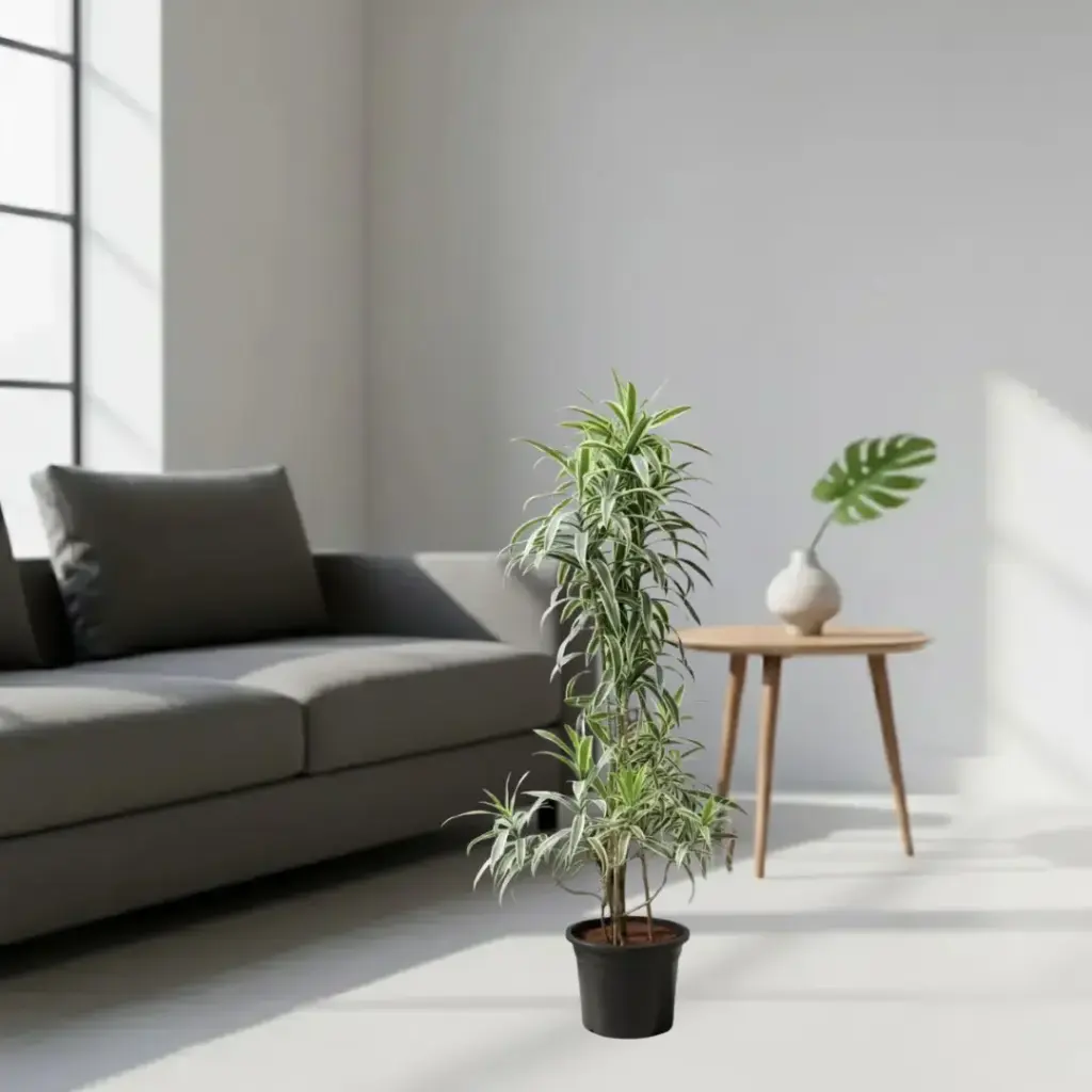 Song of India, Dracaena reflexa