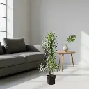 Song of India, Dracaena reflexa