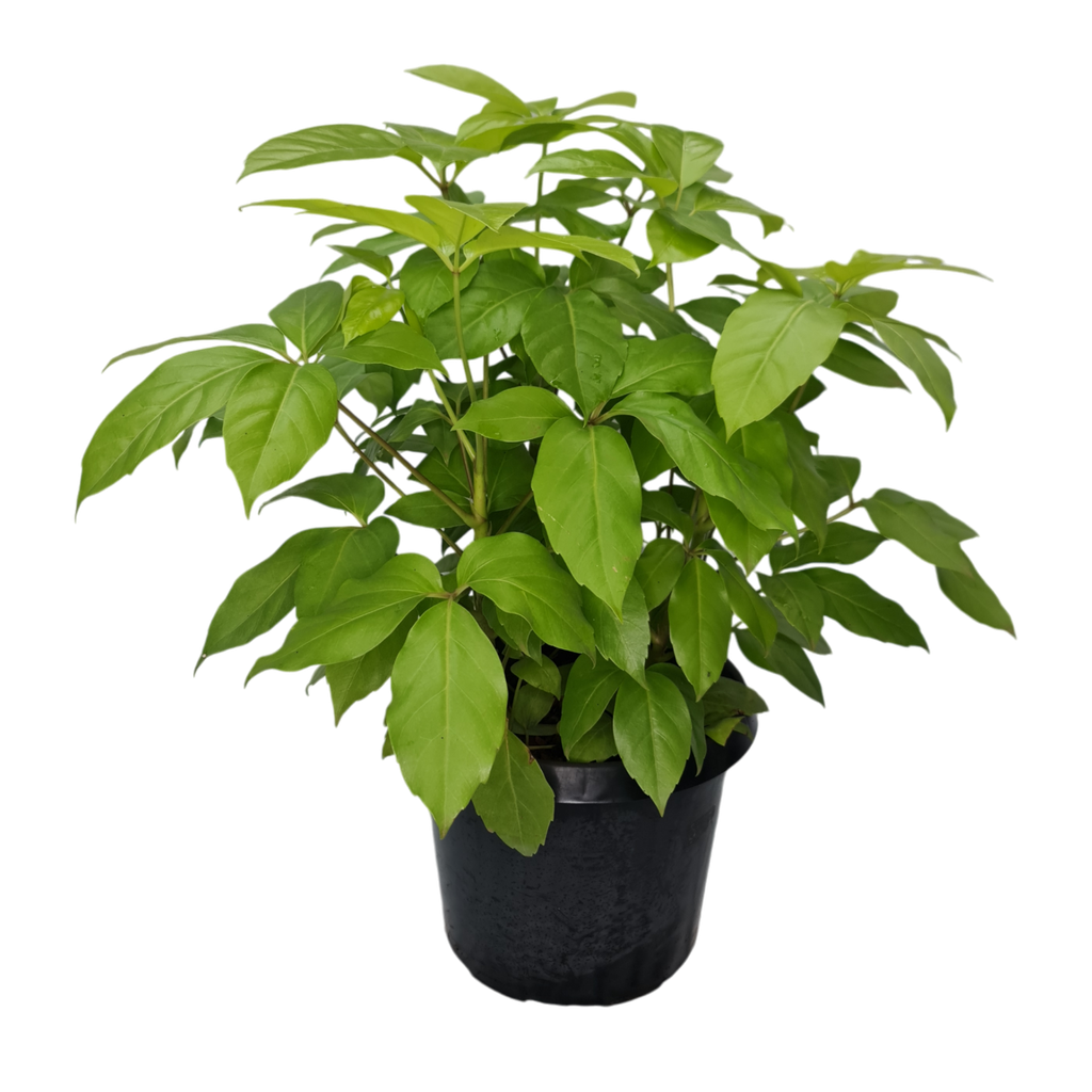 ब्रासिया गोल्डन, शेफ्लेरा अ‍ॅक्टिनोफिला “अमाटे सोलेइल”