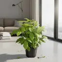 Brassia golden, Schefflera actinophylla Amate Soleil