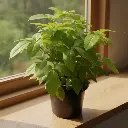 Brassia golden, Schefflera actinophylla Amate Soleil