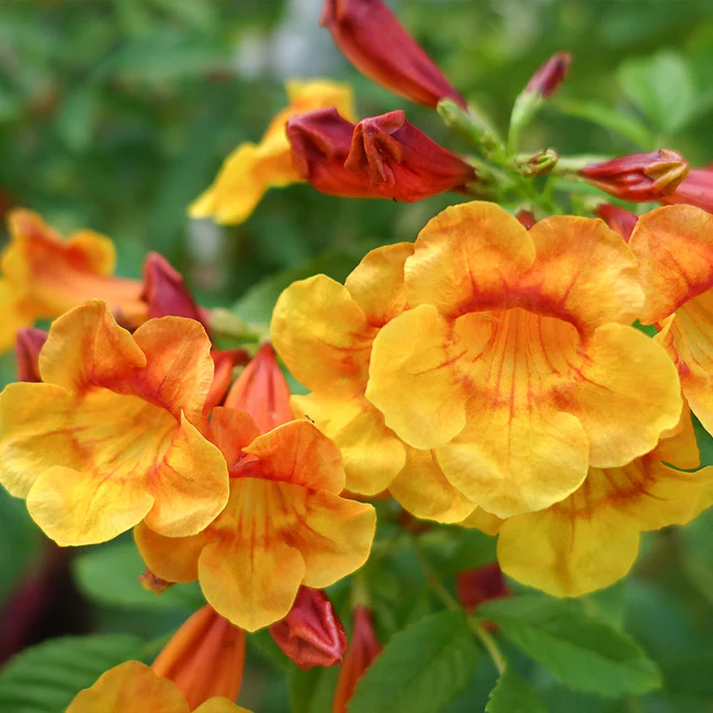 Tecoma 'Orange Jubilee'