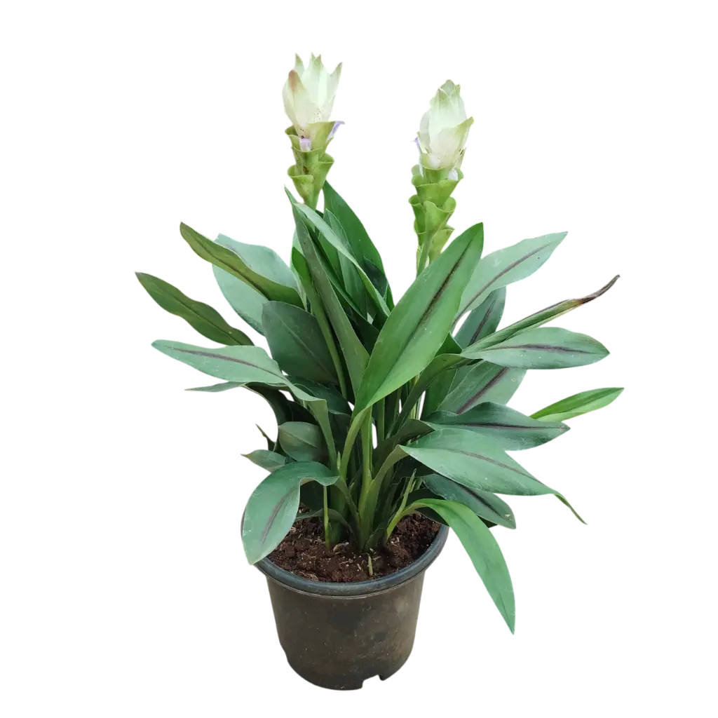 Siam tulip, curcuma alismatifolia