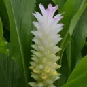 Siam tulip, curcuma alismatifolia