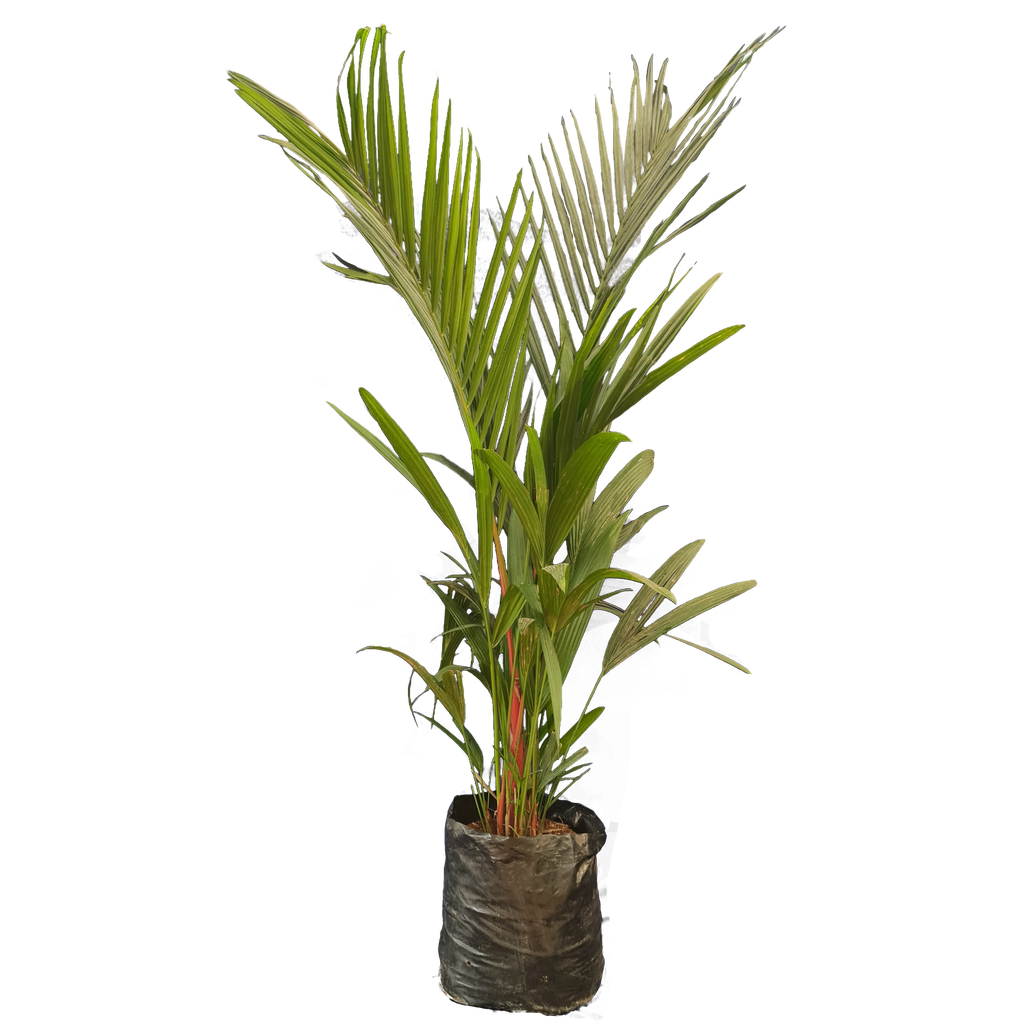 Red wax palm, Cyrtostachys renda