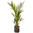 Red wax palm, Cyrtostachys renda