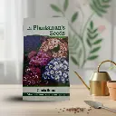 सीड साइनरेरिया हंसा