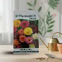 Seed Dahlia