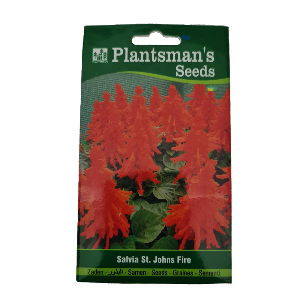 सीड साल्विया सेंट जॉन फायर