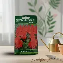 सीड साल्विया सेंट जॉन फायर