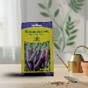 Seed Brinjal