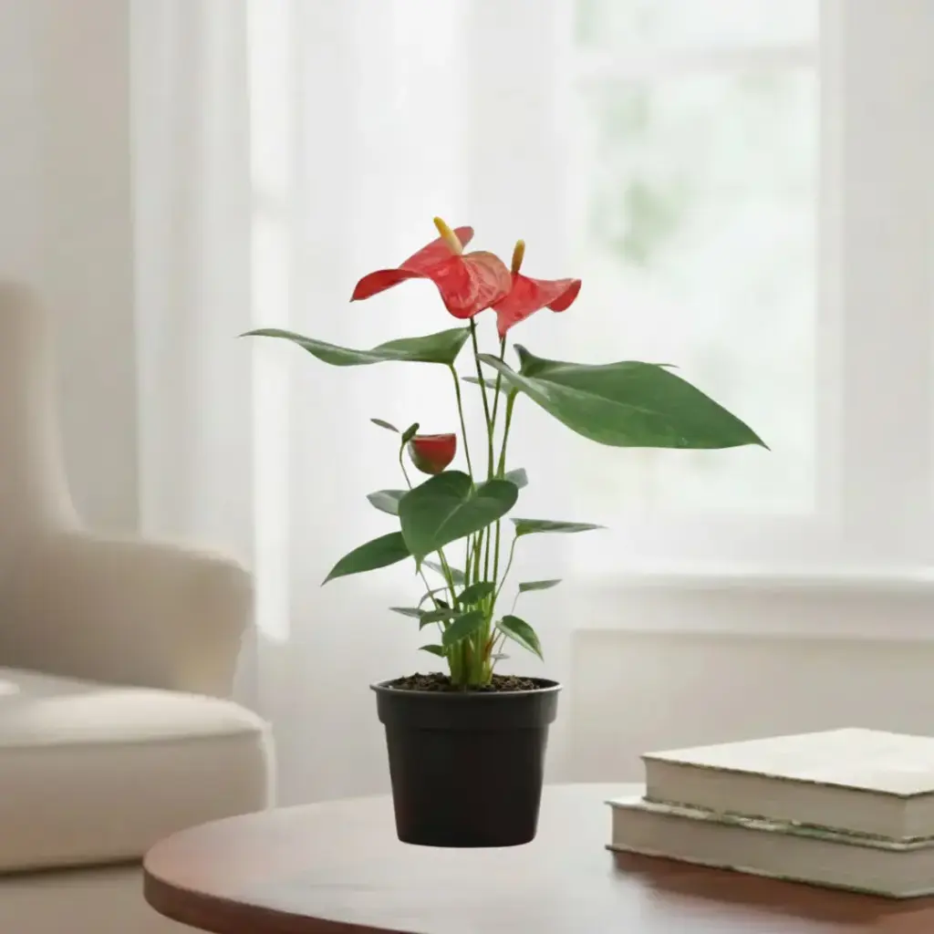 [PLFP ANRD PT 0010 785ml H015] Anthurium andraeanum Red (Pot # 4'' 785ml, 6'' ht)