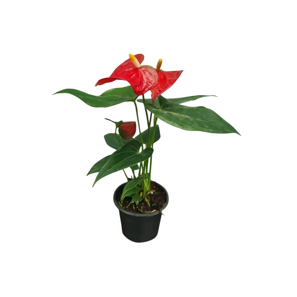 Anthurium andraeanum Red