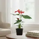 Anthurium andraeanum Red