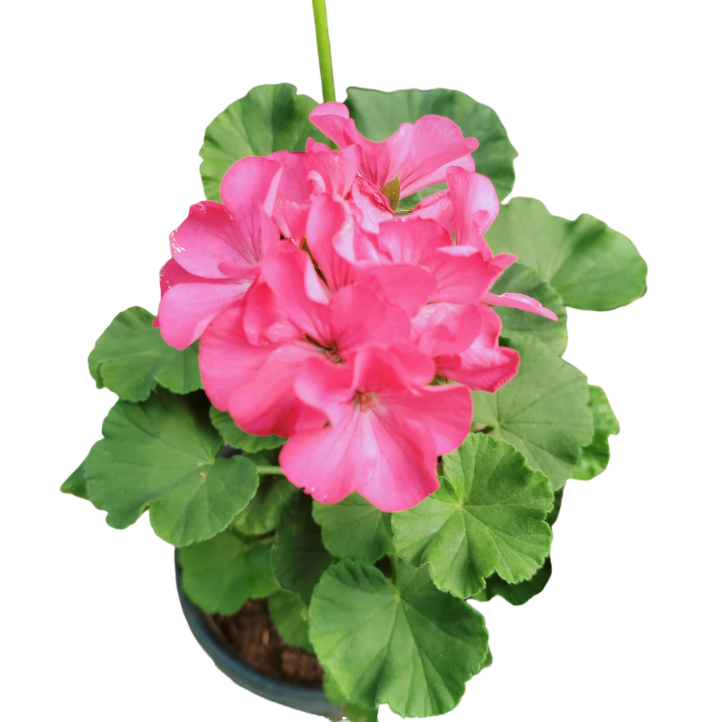 Geranium, Pelargonium X hortorum